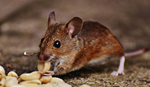 24 Hour & Emergency Exterminators in Leesburg, FL
